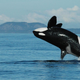 This female orca, designated J8, is 72 years old.